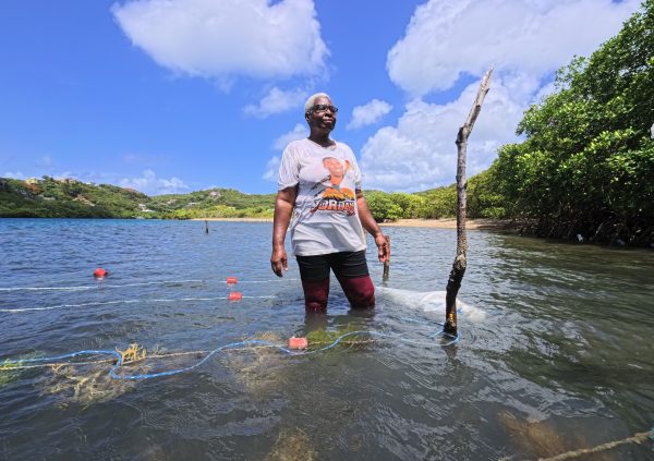 Grenada: A woman farmer checking the seaweed growth on her lines.