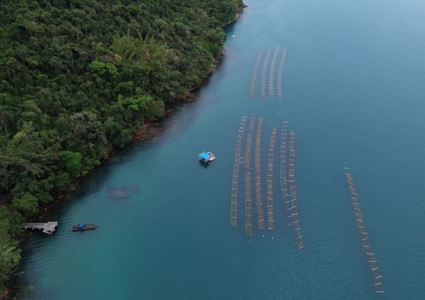 Brazil: Sheltered inlets around Paraty Mirim, where relatively stable warm temperatures and salinity allows for year-round cultivation on floating lines. (Farm: Algastech)