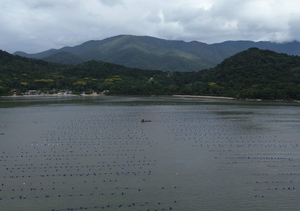 Brazil: In Santa Catarina, seaweed farms are often co-located with mussel and oyster farms in designated aquaculture parks.