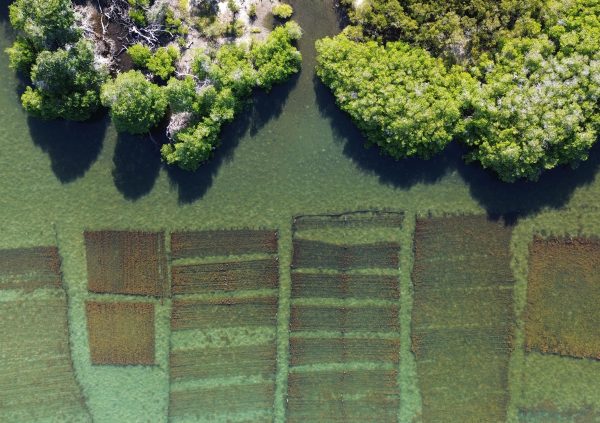 Venezuela: Seaweed plots nestled in a mangrove-fringed lagoon benefit from shelter, stable salinity, and nutrient input.
