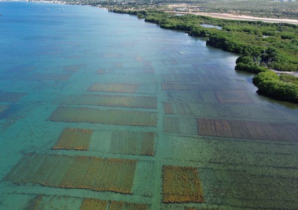 Venezuela: Seaweed farms over shallow seagrass beds integrate with local ecosystems while maximizing light and nutrient flow.