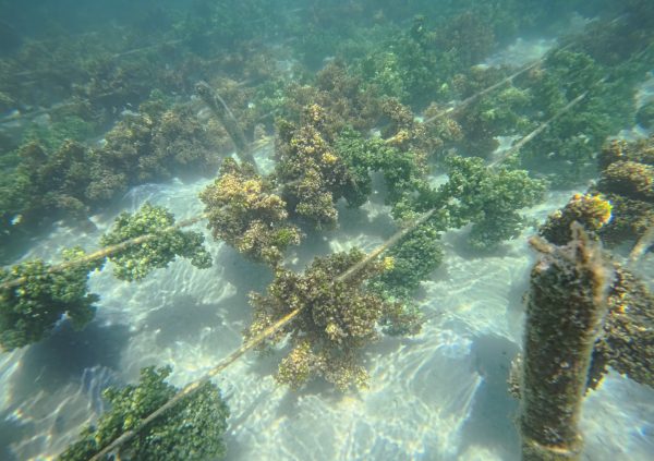 Venezuela: Eucheumatoid cultivation lines over a sandy bottom, providing a stable environment for growth.