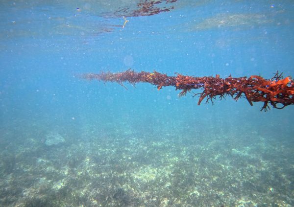 Venezuela: Tuburlar net suspended over a mixed seagrass and rubble substrate (Farm: Biormar)