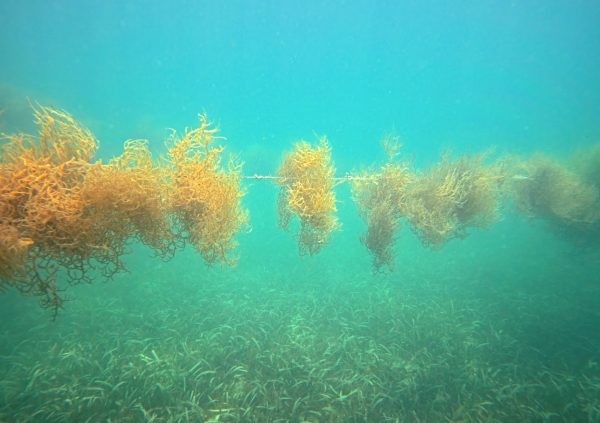 Venezuela: Floating lines above expansive seagrass meadows showcase substrate integration, where farms coexist with native vegetation in nutrient-rich bays.