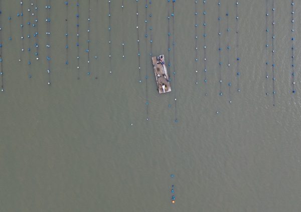 Brazil: Hanging long-line system with 50–70-meter vertical lines in hectare-scale concession in Palhoça, Brazil.