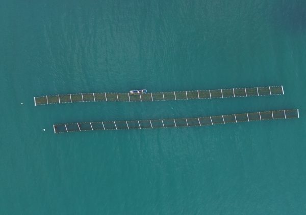 Brazil: Small holder farm near Angra do Reis, Rio de Janeiro. (2 rafts of 20 modules of 4 m each)