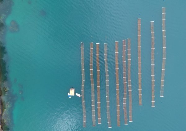 Brazil: Larger farming business near Paraty Mirim, Rio de Janeiro. (10 rafts of 16 modules of 6 m each)