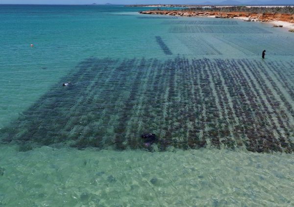 Venezuela: Fixed off-bottom method in shallow, clear waters using standardized 25-meter lines.