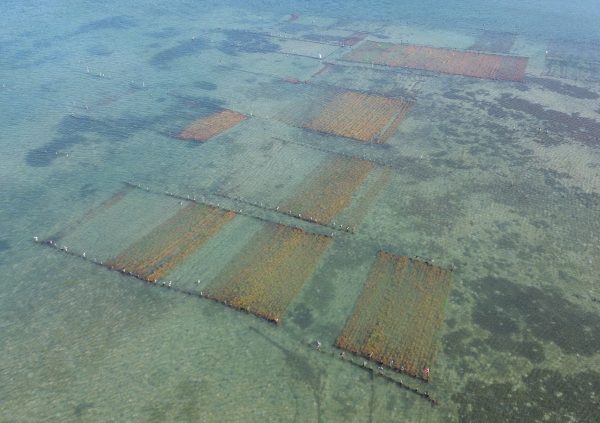 Venezuela: Modular off-bottom units set in sheltered bay, with layout adapted to tidal exposure.