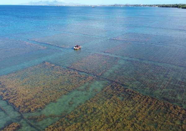Venezuela: Expanding fixed off-bottom fields across a semi-exposed lagoon highlights design flexibility within shallow farming zones.