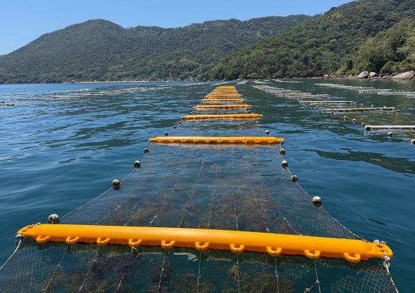 Brazil: Floating raft structures supported by high-durability polyethylene tubes, designed for large-scale seaweed cultivation and improved biofouling resistance by Seaweed Consulting.
