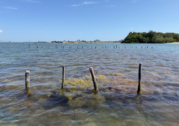 Venezuela: Wooden stakes driven into Venezuela’s shallow bays anchor seaweed lines, though their durability is limited by marine wear.