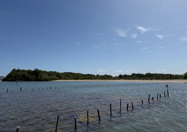 Venezuela: In Venezuela’s lagoons, submerged wooden stakes secure seaweed lines, but finding sustainable wood sources remains difficult.