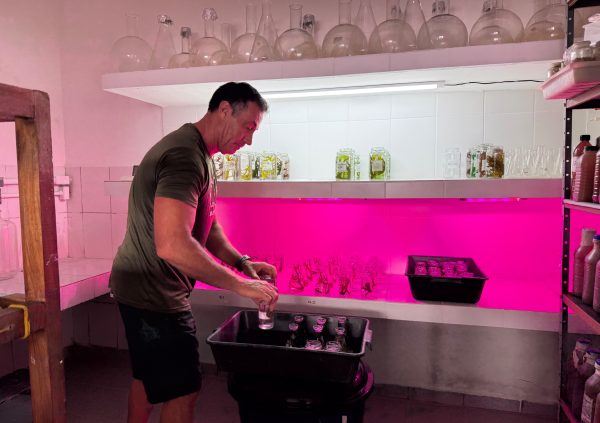 Brazil: Technician handles seedstock under grow lights to support propagation trials and improve winter resistance in Santa Catarina.