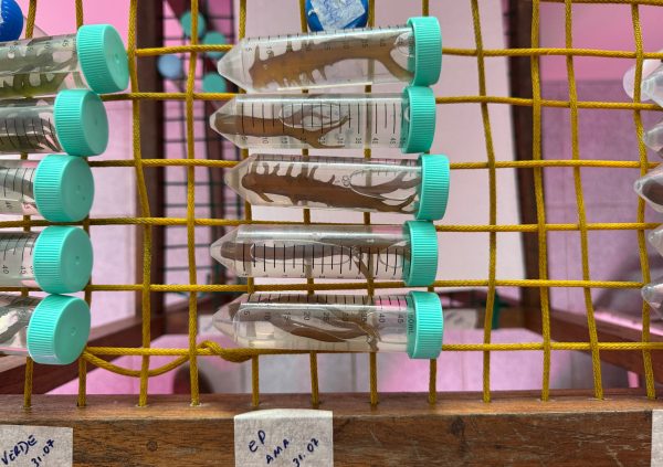 Brazil: Seaweed fragments stored in test tubes to retain hydration and viability for short-term storage or transport.