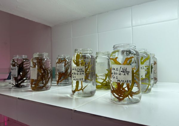 Brazil: Labeled jars organie strains by type and date, tracking performance in local adaptation efforts.