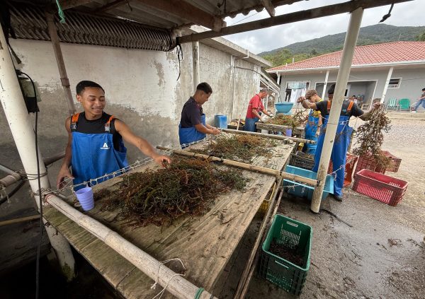 Brazil: Outdoor workspace used for preparing large quantities of seedlings; this team may produce hundreds of meters of seeded lines daily.