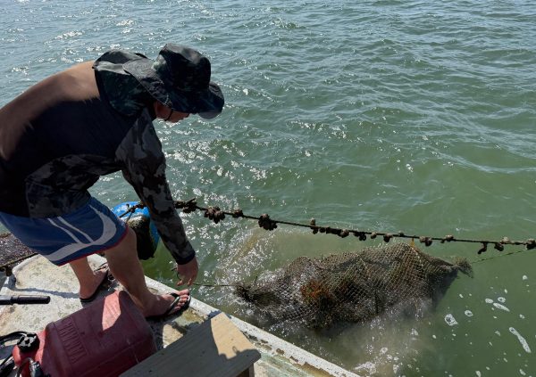 Brazil: Large mesh bags filled with seedstock are immersed from piers, ensuring hydration during short-term holding or transport.