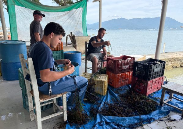 Brazil: Land-based seeding using plastic crates and tarps, where seaweed fragments are sorted, prepared, and tied by hand for planting.