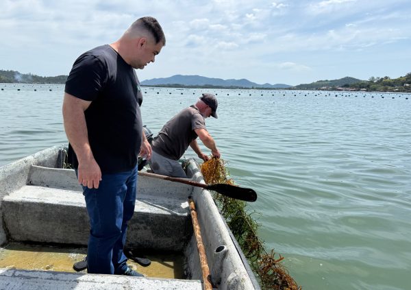 Brazil: Seedlines are manually lowered from boats into offshore farms for final grow-out in Santa Catarina's temperate waters.