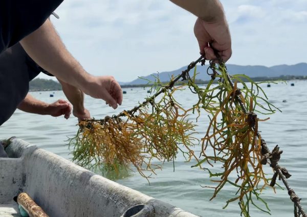 Brazil: Seeded lines prepared with the tie-tie method are immersed for acclimatization before final placement at sea.