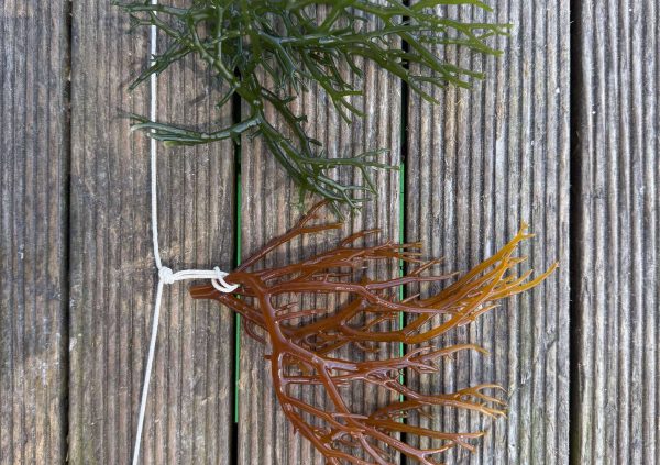 Brazil: Visual contrast of green and brown strains highlights the variety used by farmers in tropical seed propagation.