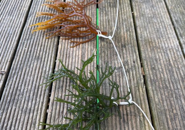 Brazil: Visual sorting of green and bronze morphotypes.