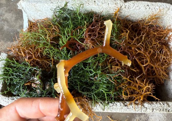 Brazil: Selection of propagation material prioritised by firmness, branching structure, and absence of epiphytes.