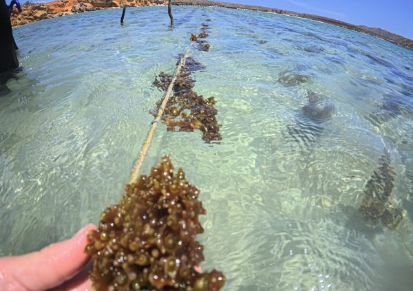 Venezuela: Shallow-water farms enable easy deployment by hand, supporting year-round growth cycles.
