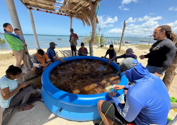 Venezuela: TIDE farmers prepare seed material on land, sorting and tying seaweed cuttings using the slipknot method around a temporary water basin.
