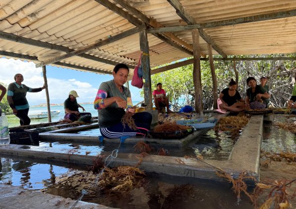 Venezuela: Female employees at TIDE prepare seaweed cuttings on land using the slipknot method, tying seedlings to ropes before deployment at sea.