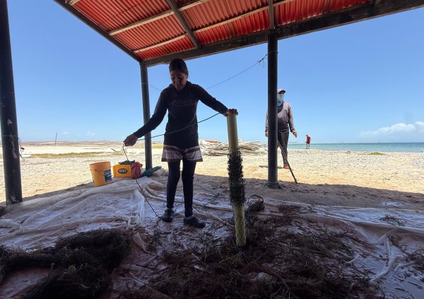 Venezuela: On-land seeding using the tubular net method, where seaweed fragments are inserted into mesh sleeves wrapped around the rope.