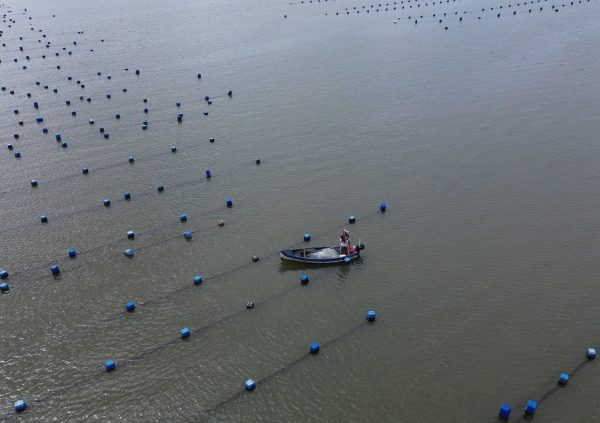 Brazil: Santa Catarina’s grid farms rely on consistent line tension to combat strong currents and prevent winter submersion drift.