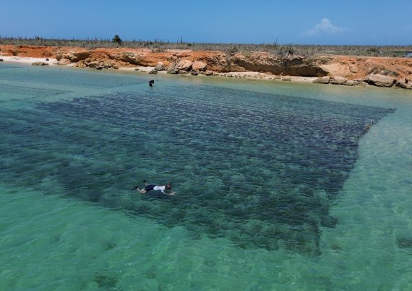 Venezuela: Inspecting the cultivation lines for maintenance can be done by snorkeling at Seaweed Revolution’s farm in Cubagua, Venezuela.
