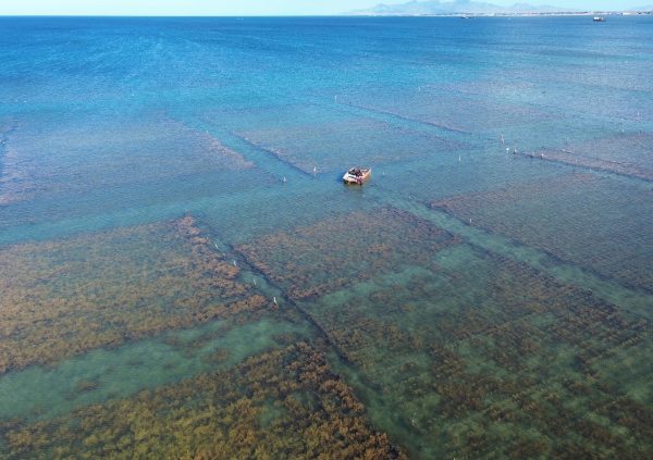 Venezuela: Large, shallow plots in Venezuela allow high-density cultivation with minimal wave stress and strong sunlight penetration.
