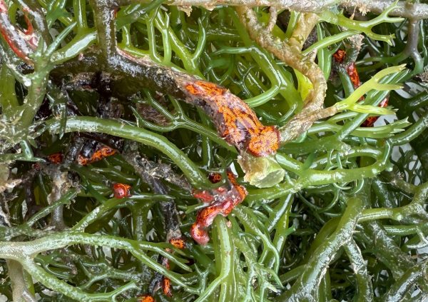 Brazil: Biofouling begins at the base, climbing upward, if unchecked, it limits light and chokes younger branches.