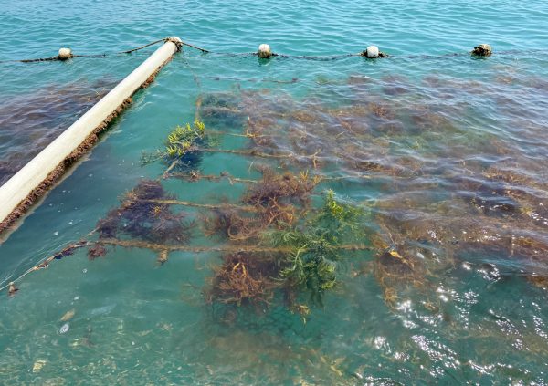 Brazil: Filamentous growth clings to cultivation lines, requiring frequent cleaning to maintain quality.