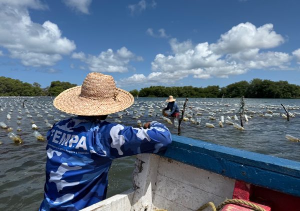 Venezuela: Venezuelan farms thrive in warm, protected bays where consistent daily care keeps lines clean and growth rapid.