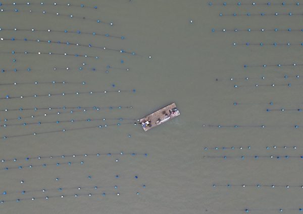 Brazil: Flat-bottomed barges in Santa Catarina, Brazil serve as floating harvest platforms, ferrying several tons of wet seaweed to shore in a single load.