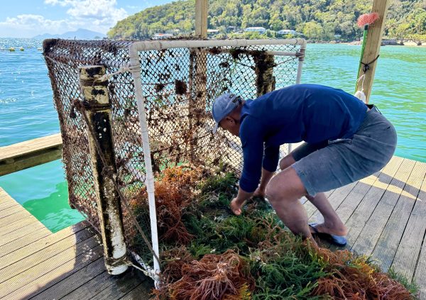 Brazil: Harvested seaweed is manually gathered from the floating raft platform before transport to shore for weighing and processing.