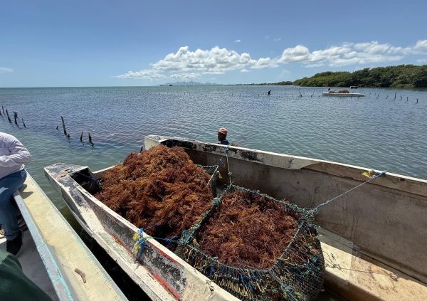 Venezuela: Freshly cut seaweed is packed into net bags, then lifted by crane for transport.