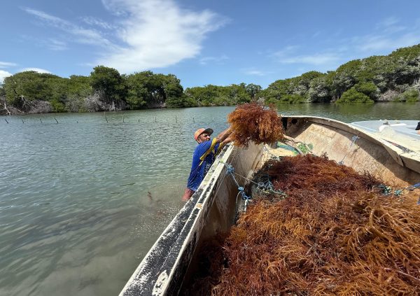 Venezuela: Farmers loading freshly harvested seaweed onto boats for transport to the drying area in sheltered mangrove bays.