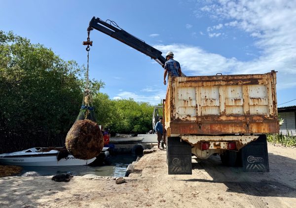 Venezuela: Mechanised lifting system at TIDE, Venezuela, transferring freshly harvested biomass from boats to trucks for drying.