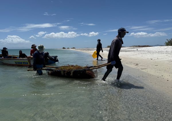 Venezuela: Farmers carrying heavy wet seaweed from landing boats to shore for sun-drying on nearby sandy beaches.