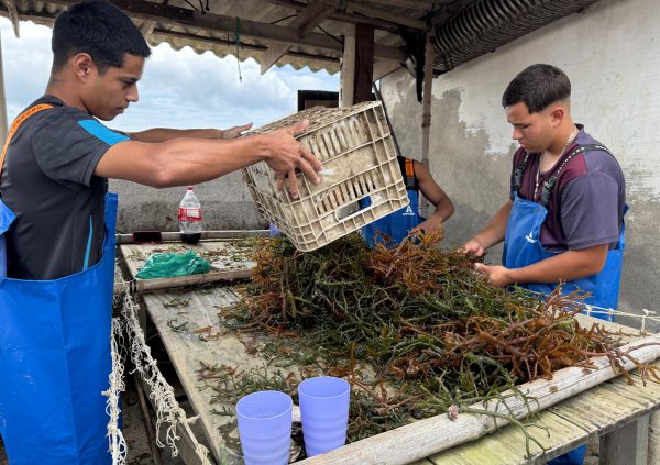 Brazil: Workers sort and select vigorous, healthy thalli from harvested biomass to prepare seedlings for the upcoming cultivation cycle.