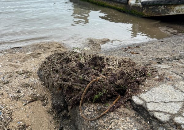 Brazil: Post-harvest line removed from water, ready for pressure-cleaning and reuse in Santa Catarina.