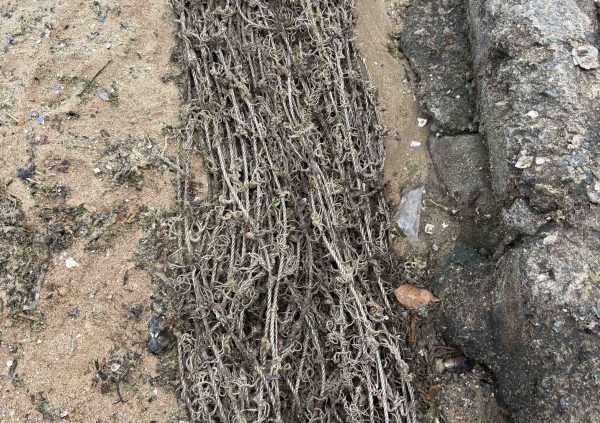Brazil: Cleaned and coiled culture rope rests on shore, ready for redeployment next season.