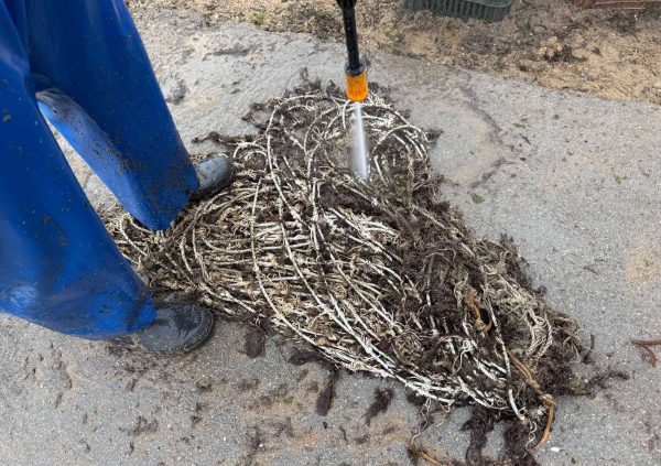 Brazil: Persistent epiphytes are blasted away in a routine maintenance cycle on Brazilian farm lines.