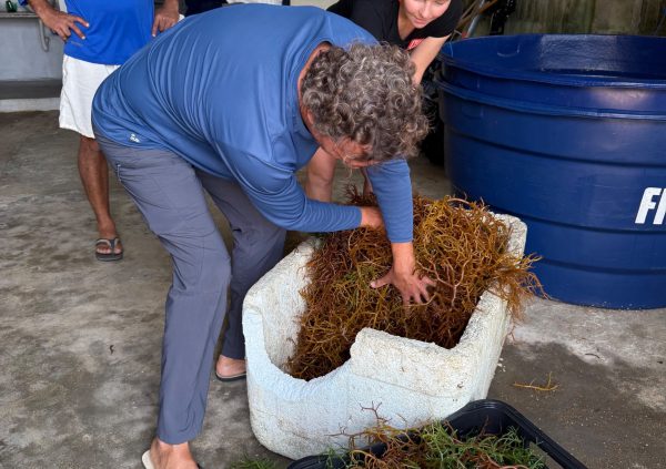 Brazil: Farmers assess texture and colour to identify top-performing seedstock, ensuring resilience for the next round of planting.
