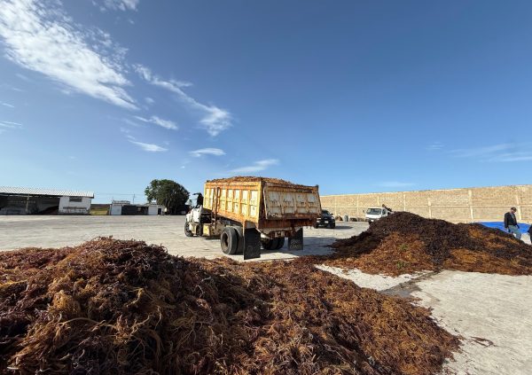 Venezuela: At TIDE, Venezuela, harvested seaweed is unloaded in a 300 m² concrete facility for large-scale controlled drying.